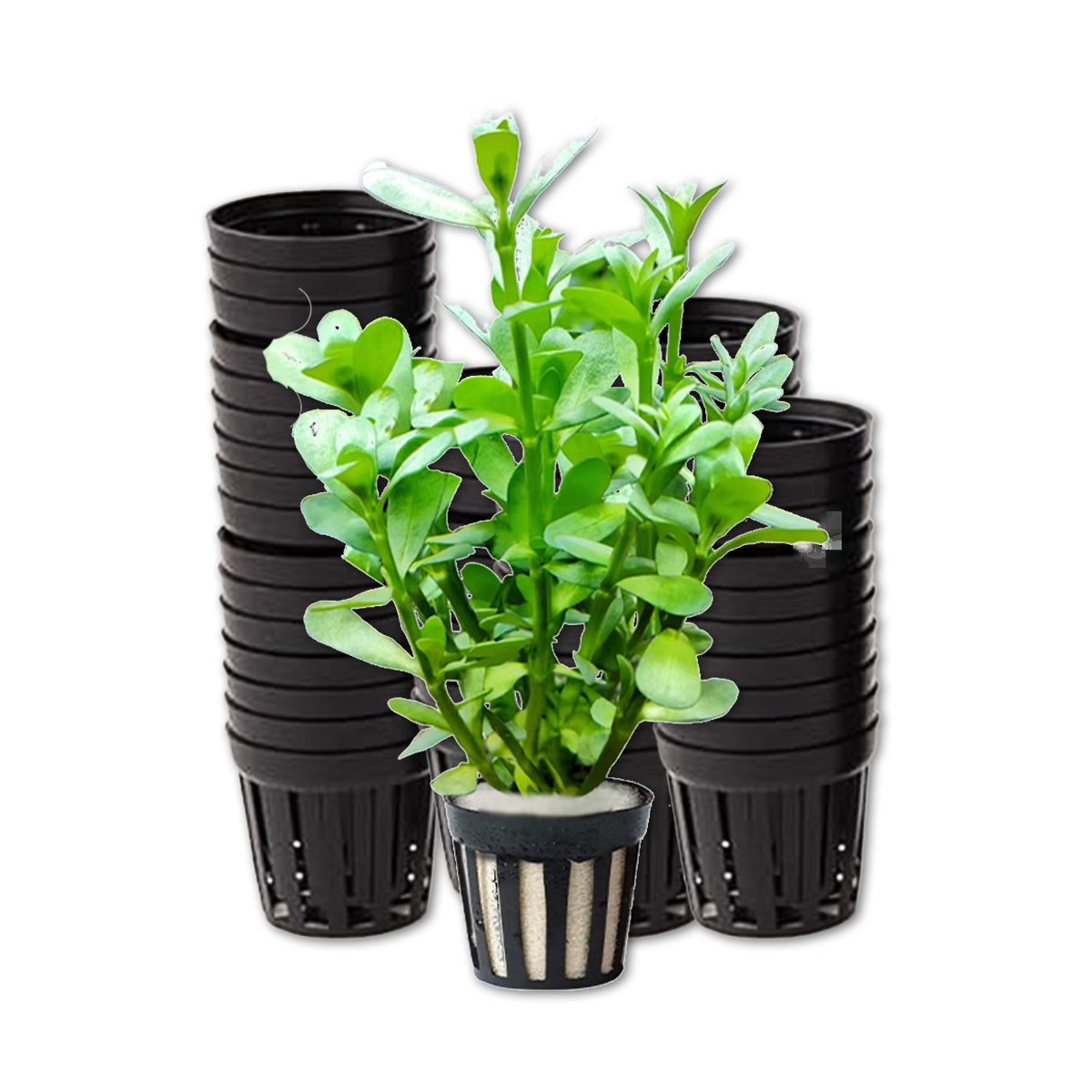 50PCS Small Net Pots for Hydroponics 1.38-1.77 INCH, Hydroponics Supplies, Suitable for Aquarium Tank, Garden, Fish Tank Aquaponic Plant
