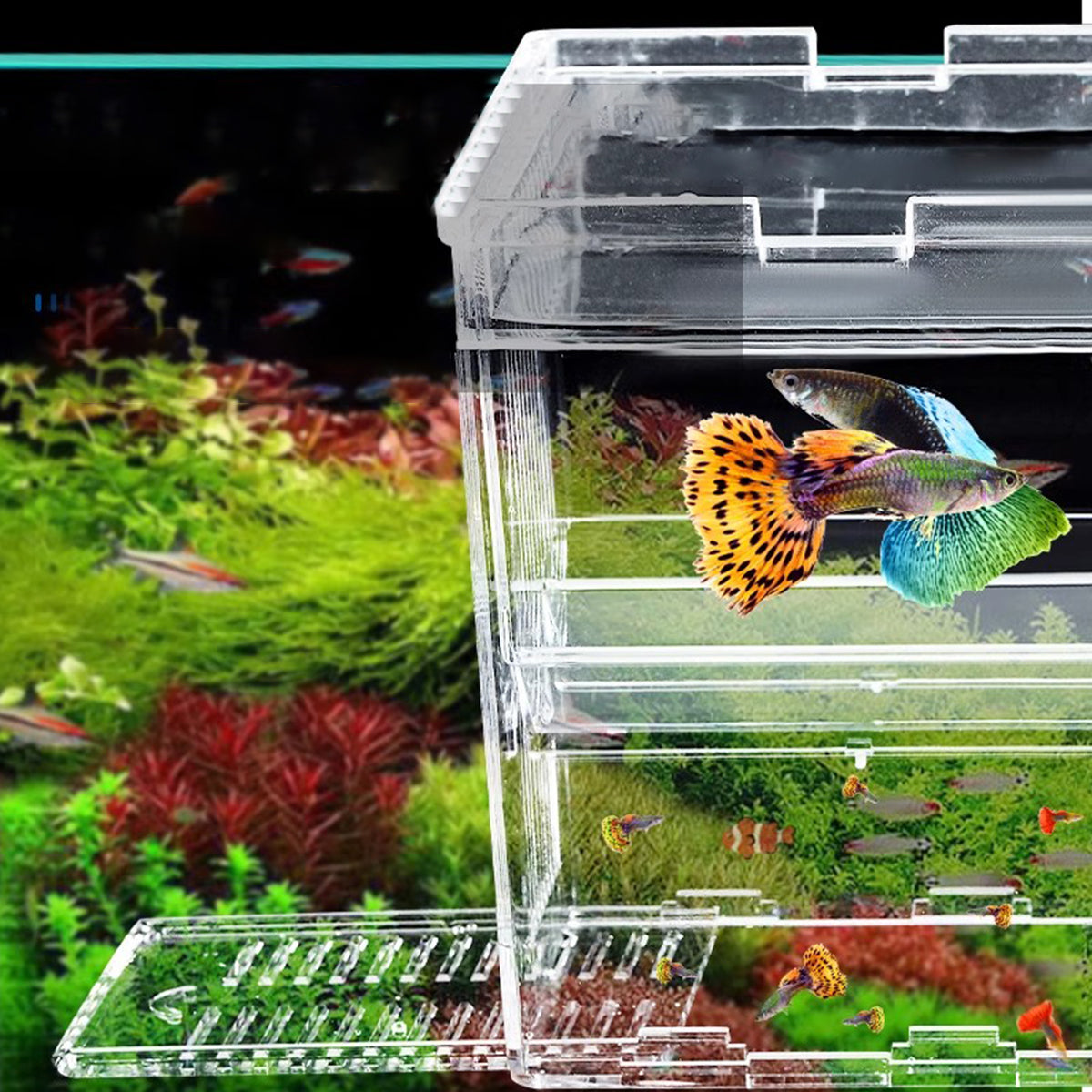 Fish Breeder Box for Fish Tank, Plastic Aquarium Breeder for Fry Fish, Guppy