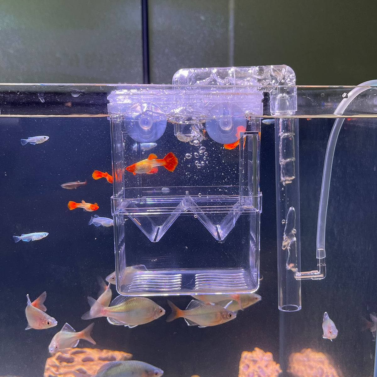 Fish Breeding Box,Fish Hatch Box for Use in Fish Tanks,Acrylic Fish Isolation Box for Baby Fishes Shrimp Guppy and Clownfish