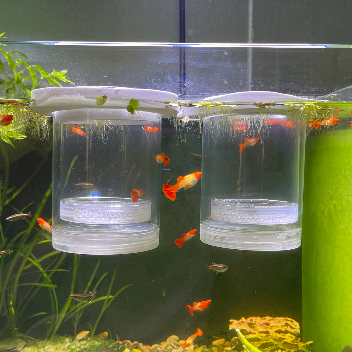 Fish Breeding Box for Aquarium,Hatchery Box for Fish Tank & Aquarium Accessories,Plastic Isolation Box for Guppy Betta Baby Fish