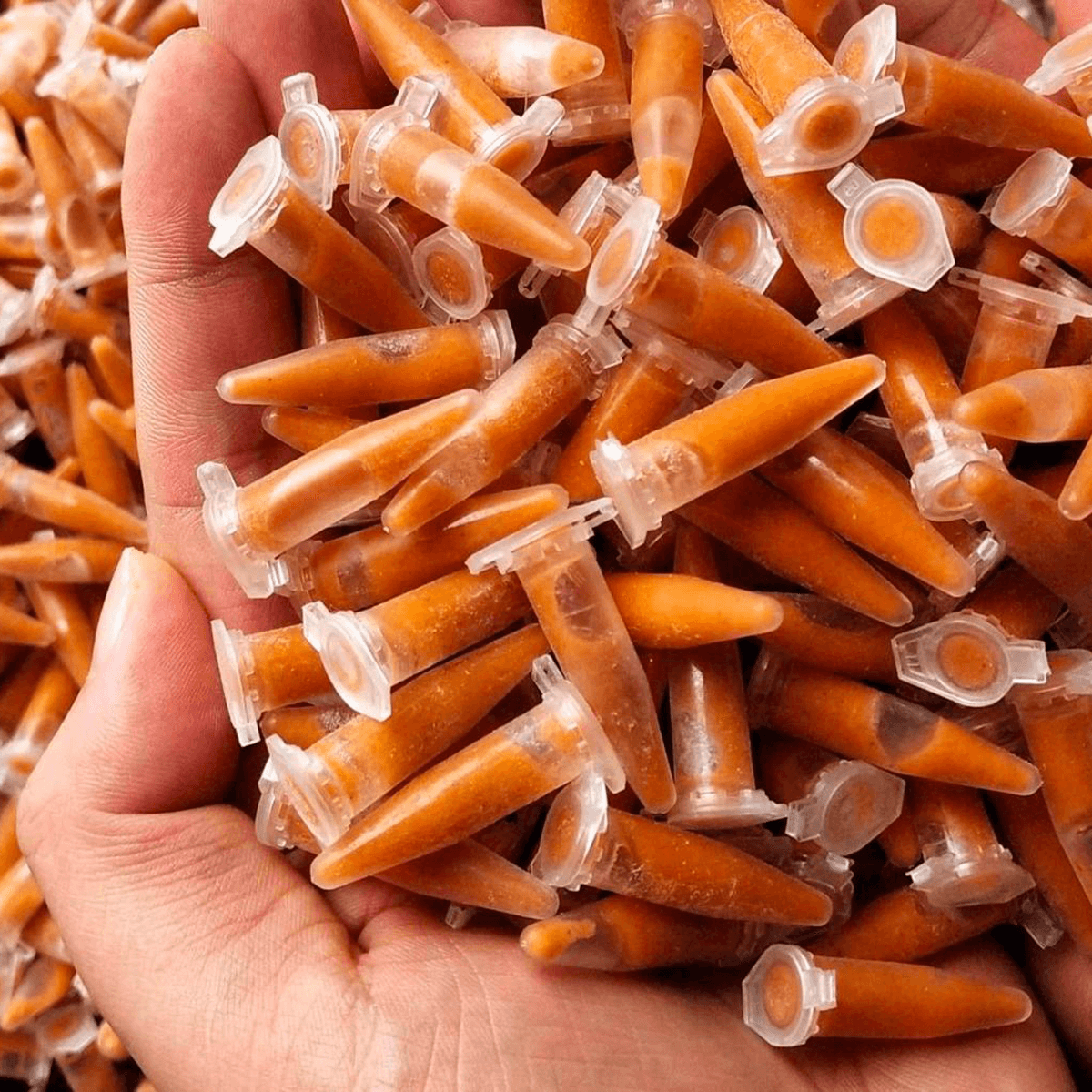 100/500pcs x 1.5ml Clear Conical Brine Shrimp Collection Tubes – for Brine Shrimp Hatchery, Freezing & Storage