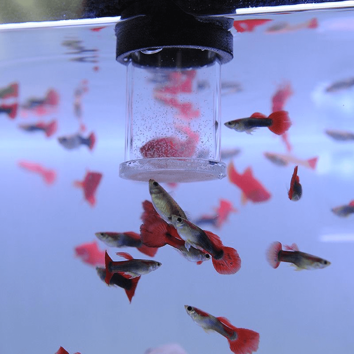 4PCS Acrylic Brine Shrimp Feeding Cups with 80 Mesh Net – Semi-Automatic Feeder Rings for Guppy, Betta, and Fish Fry – For Fresh or Frozen Baby Brine Shrimp