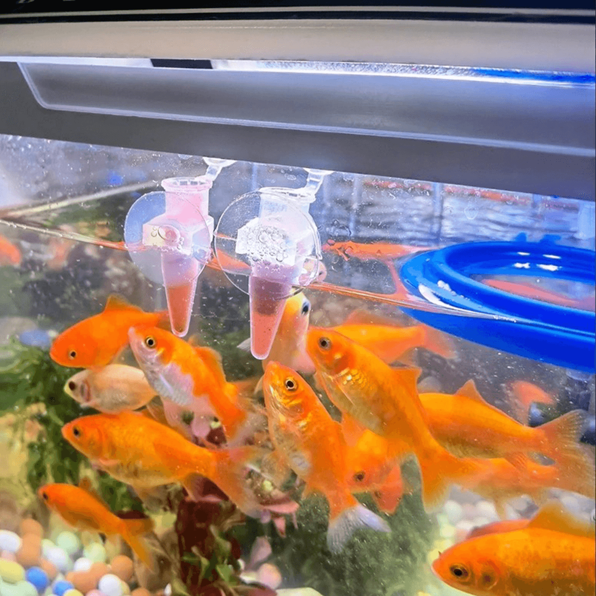 10PCS Shrimp Feeding Dish with Fish Feeding Tube – 2.36" Transparent Feeder for Shrimp Larvae, Freshwater & Saltwater Aquariums