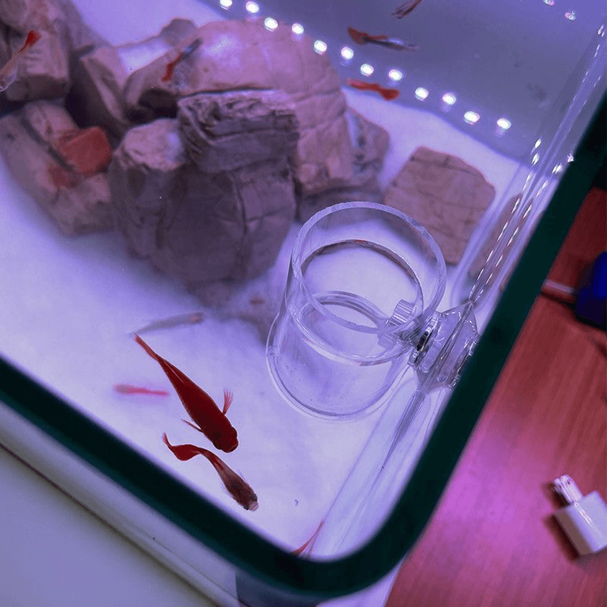 4PCS Acrylic Brine Shrimp Feeding Cups with 80 Mesh Net – Semi-Automatic Feeder Rings for Guppy, Betta, and Fish Fry – For Fresh or Frozen Baby Brine Shrimp