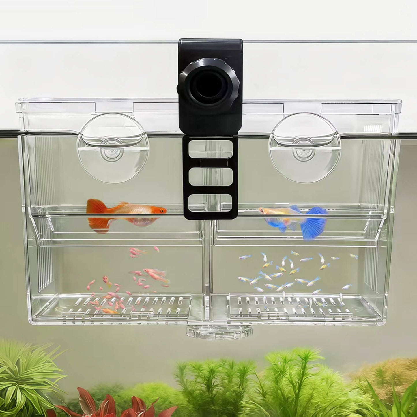 BaoZqua Aquarium Fish Breeder & Isolation Box, Transparent Hatching Incubator Tank with Suction Cups & Hook, Nursery for Livebearer Guppy Fry Breeding and Betta Fish, Shrimp Quarantine