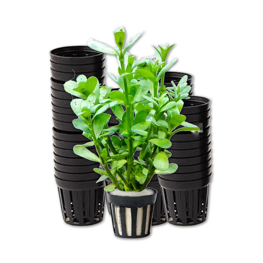 50PCS Small Net Pots for Hydroponics 1.38-1.77 INCH, Hydroponics Supplies, Suitable for Aquarium Tank, Garden, Fish Tank Aquaponic Plant