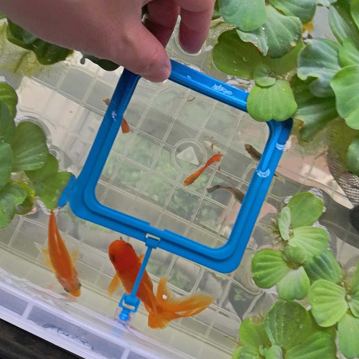 Floating Fish Food Feeder Ring - Aquarium Feeding Tool with Strong Suction Cup, Prevents Food Dispersion for Tropical Fish, Shrimp & Fry