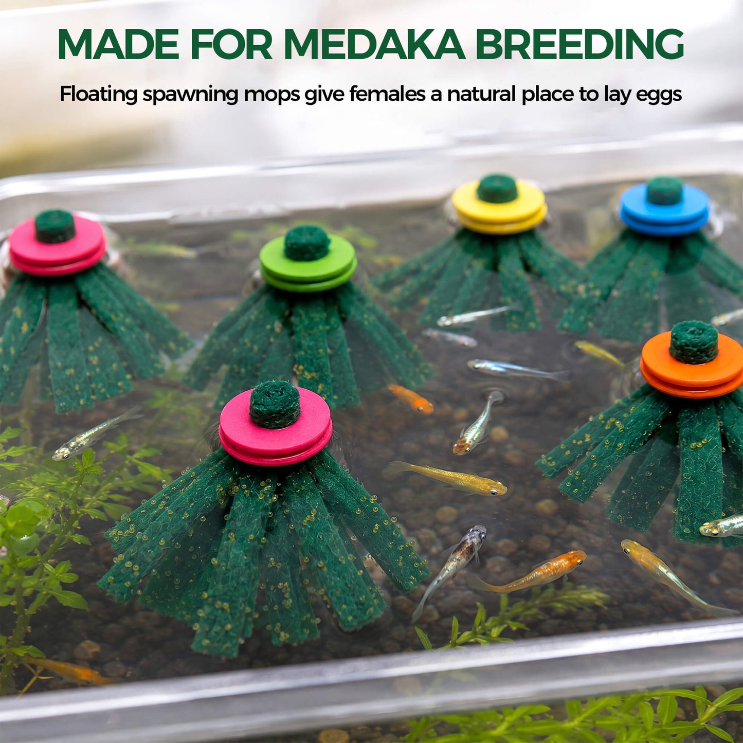 BaoZqua Medaka Spawning Mop Kit, 10 Floating Egg Collectors with Hatch Box