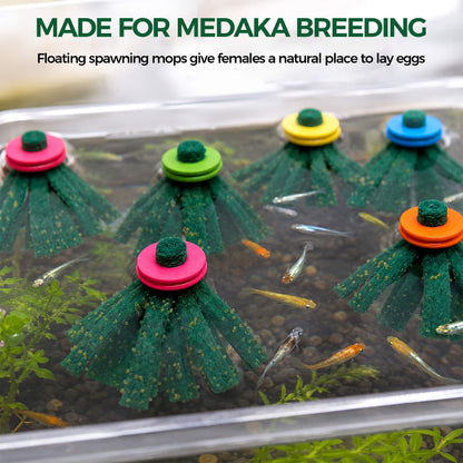 BaoZqua Medaka Spawning Mop Kit, 10 Floating Egg Collectors with Hatch Box