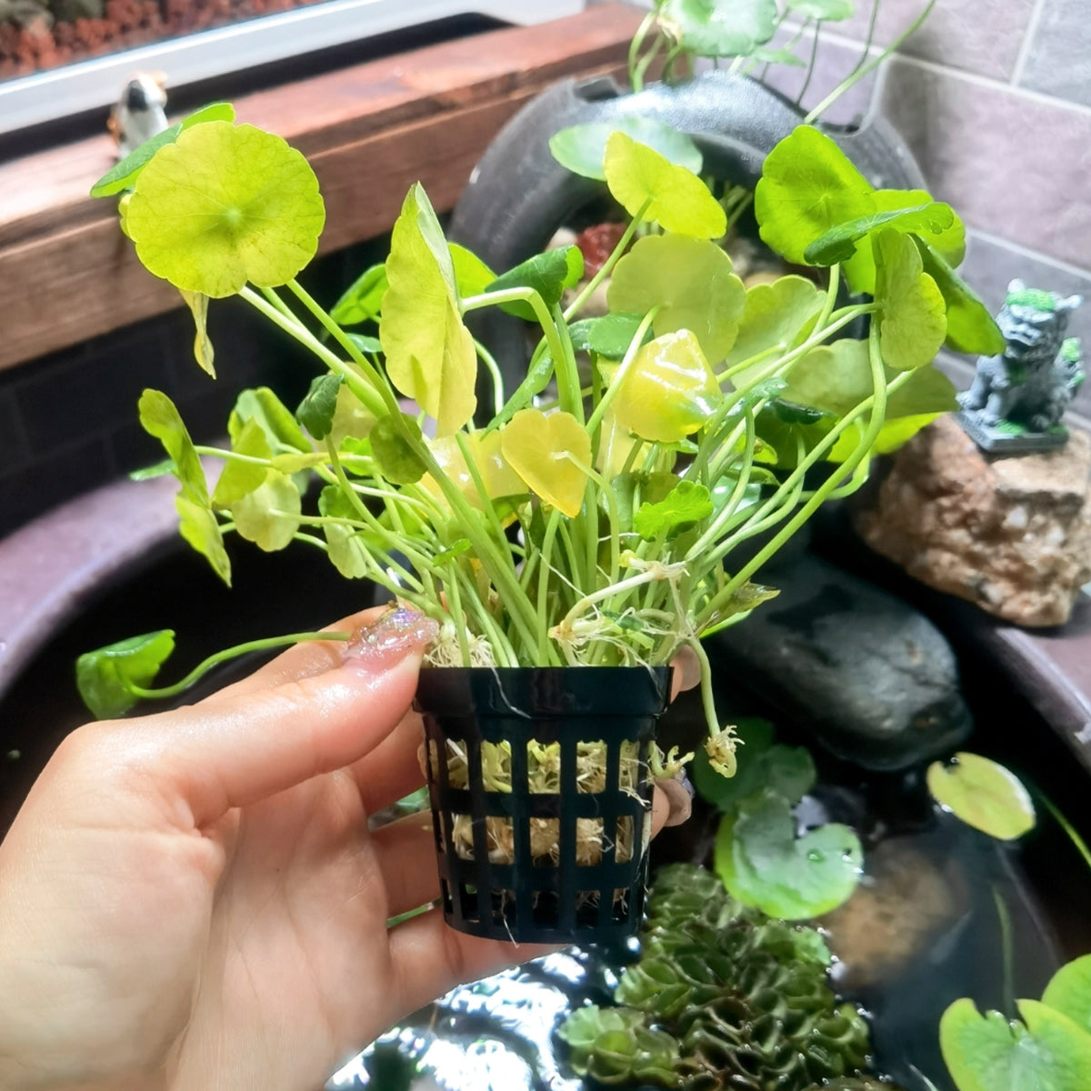 50PCS Small Net Pots for Hydroponics 1.38-1.77 INCH, Hydroponics Supplies, Suitable for Aquarium Tank, Garden, Fish Tank Aquaponic Plant
