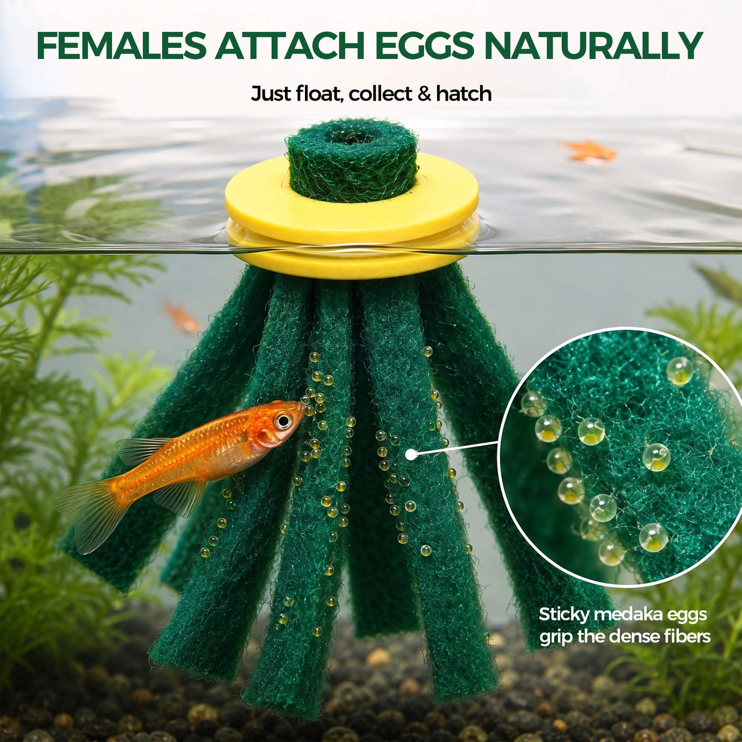 BaoZqua Medaka Spawning Mop Kit, 10 Floating Egg Collectors with Hatch Box