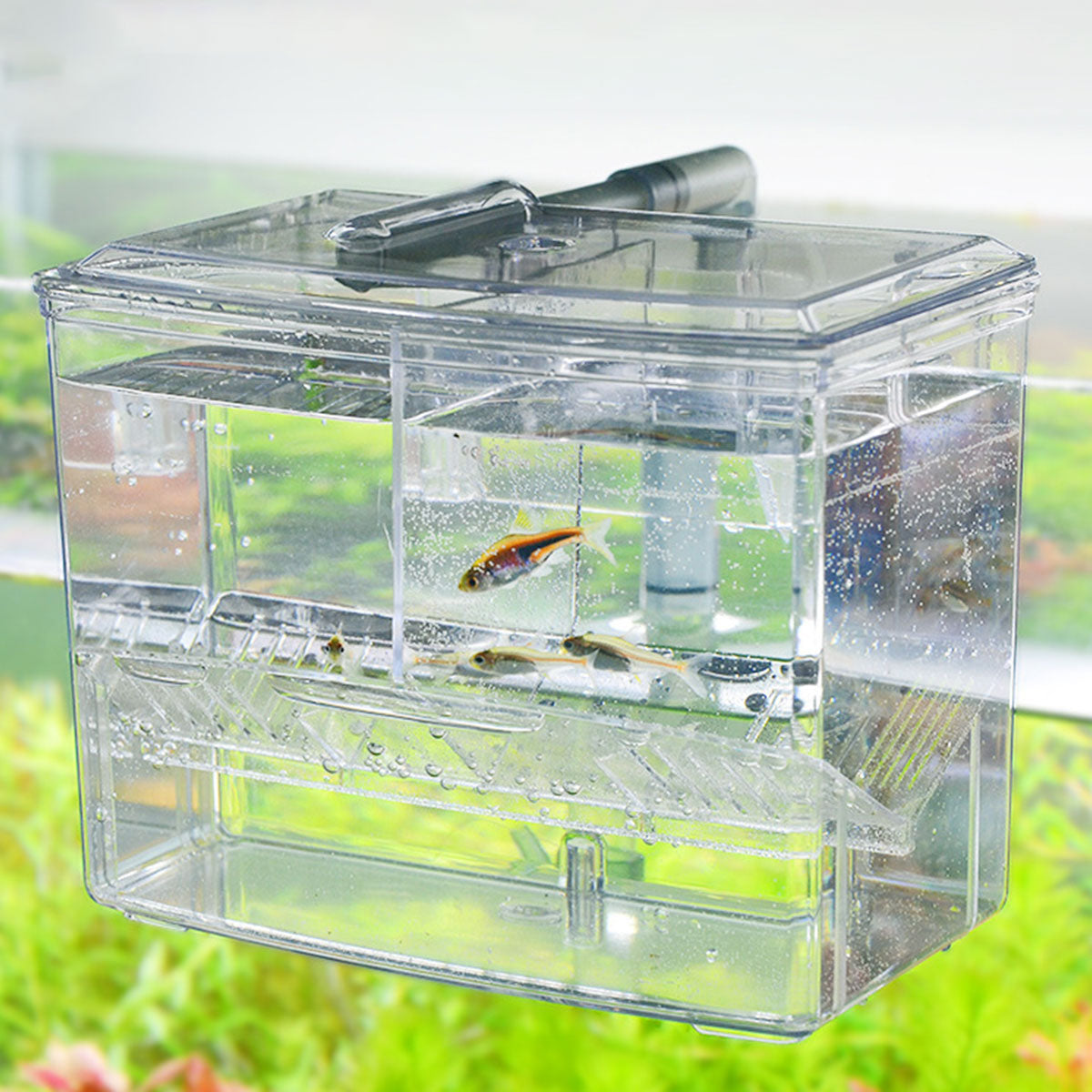 Acrylic Hang-On Breeding & Isolation Box — Fry/Shrimp Incubator & Refugium, Medium 2-Chamber (No Pump) / Large 3-Chamber (No Pump), Clear External Hatchery for Freshwater & Marine