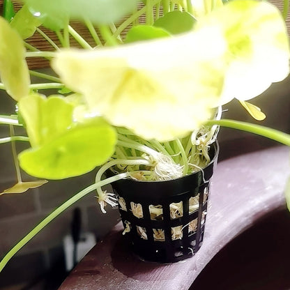 50PCS Small Net Pots for Hydroponics 1.38-1.77 INCH, Hydroponics Supplies, Suitable for Aquarium Tank, Garden, Fish Tank Aquaponic Plant