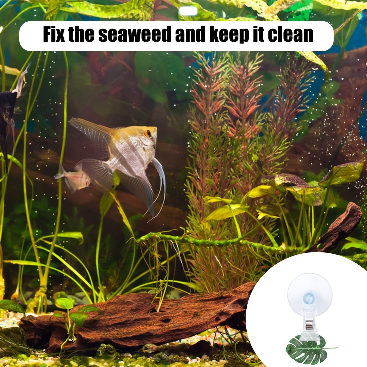 4PCS Transparent Adjustable Suction Cup Clips, Transparent Fishes Veggie Seaweed Plant Suction Cup Clip, Feeding Tool Feed Holder Aquarium Accessories for Fish Tank, Fish Feeder Clips for Marine Aquarium
