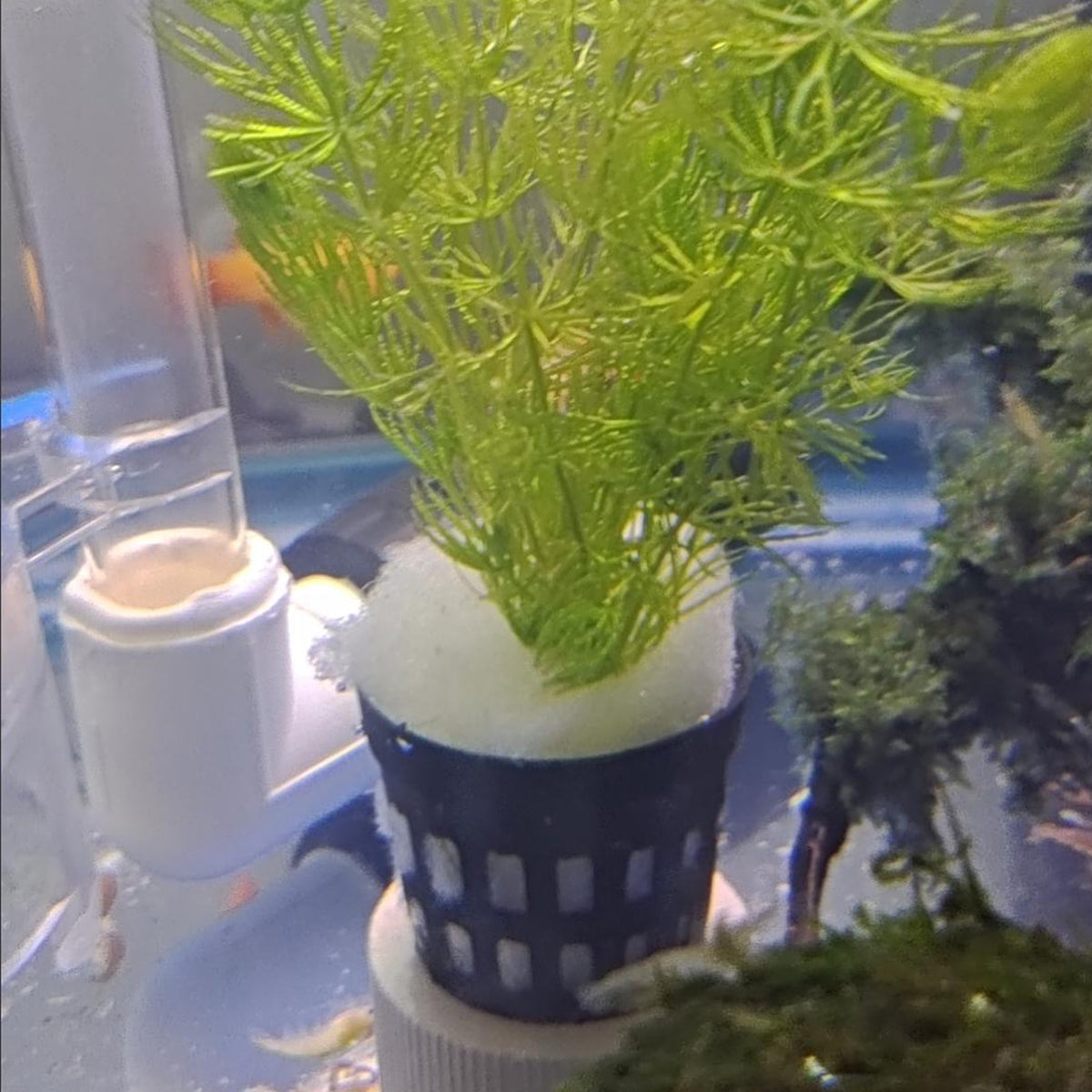 50PCS Small Net Pots for Hydroponics 1.38-1.77 INCH, Hydroponics Supplies, Suitable for Aquarium Tank, Garden, Fish Tank Aquaponic Plant