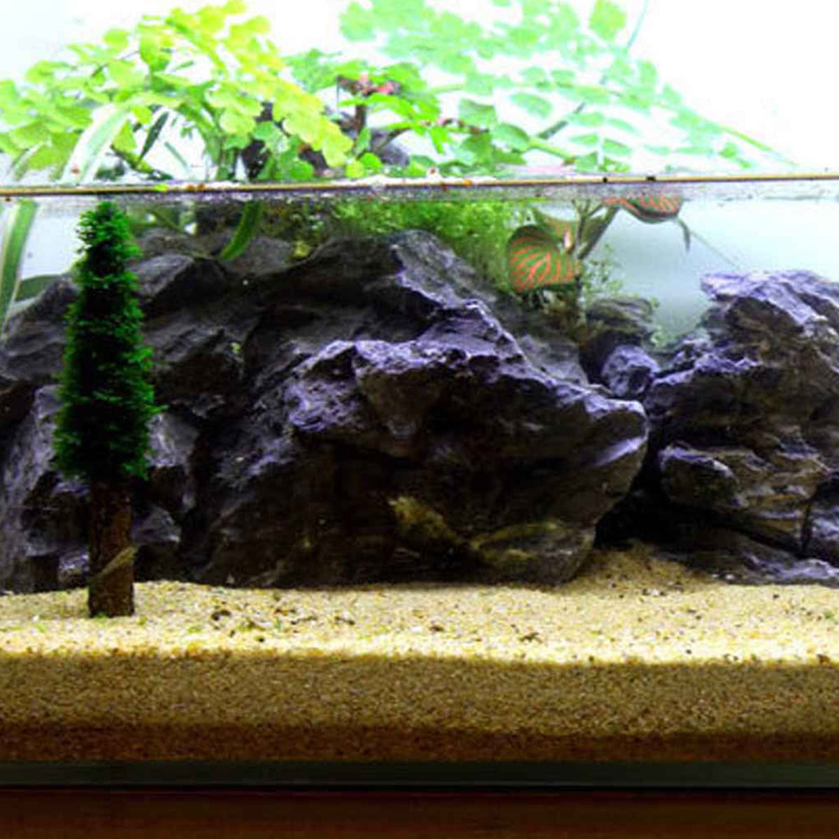 Aquarium Moss Decoration Aquarium Moss Ornament Fish Tank Landscape Grow Aquatic