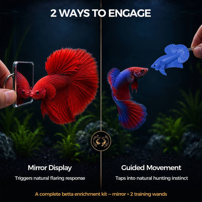 BaoZqua Betta Exercise Kit, Betta Fish Toys, 2 Training Wands and Mirror