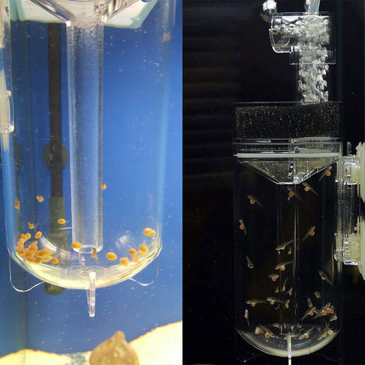 Aquarium Cichlids Fish Egg Incubator Tumbler Fish Hatchery Mouth-Brooding 60mm/2.36inch (Pump Not Included)