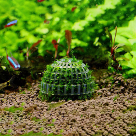 3 PCS Aquarium Moss Ball Holder Professional Aquarium Plant Holder Plastic Moss Ball Fish Tank Plant Holder with Filter Stone for Fish Tank Accessories