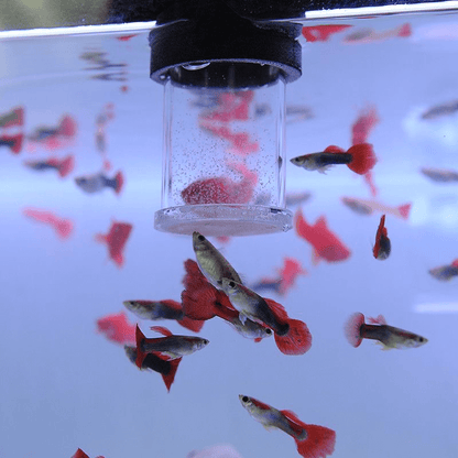 4PCS Acrylic Brine Shrimp Feeding Cups with 80 Mesh Net – Semi-Automatic Feeder Rings for Guppy, Betta, and Fish Fry – For Fresh or Frozen Baby Brine Shrimp